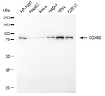 DDX50 Antibody in Western Blot (WB)