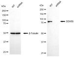 DDX50 Antibody in Western Blot (WB)