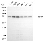 DDX3 Monoclonal Antibody (25GB390)
