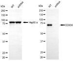 DDX3 Antibody in Western Blot (WB)