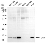 DDT Monoclonal Antibody (25GB4005)