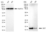 DDT Antibody in Western Blot (WB)