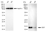 DDT Antibody in Western Blot (WB)