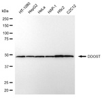 DDOST Monoclonal Antibody (24GB13105)