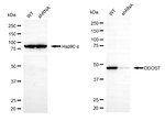 DDOST Antibody in Western Blot (WB)
