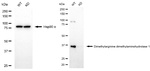 DDAH1 Antibody in Western Blot (WB)