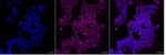 DCI Recombinant Rabbit Monoclonal Antibody (25GB4285)