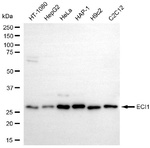 DCI Antibody in Western Blot (WB)