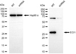 DCI Antibody in Western Blot (WB)