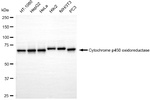 Cytochrome P450 Reductase Antibody in Western Blot (WB)