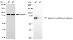Cytochrome P450 Reductase Antibody in Western Blot (WB)