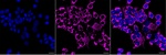 CYP7B1 Monoclonal Antibody (25GB4020)