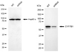 CYP7B1 Antibody in Western Blot (WB)