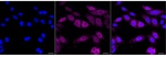 Cyclin B2 Recombinant Rabbit Monoclonal Antibody (25GB2920)