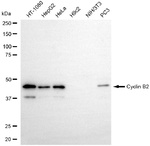 Cyclin B2 Antibody in Western Blot (WB)