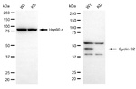 Cyclin B2 Antibody in Western Blot (WB)