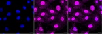 CYB5R3 Recombinant Rabbit Monoclonal Antibody (25GB2805)