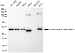 CYB5R3 Antibody in Western Blot (WB)