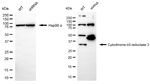 CYB5R3 Antibody in Western Blot (WB)
