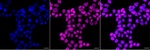 CWC27 Monoclonal Antibody (24GB8300)