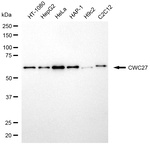 CWC27 Antibody in Western Blot (WB)