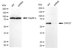 CWC27 Antibody in Western Blot (WB)