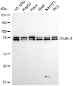 Cullin 2 Antibody in Western Blot (WB)