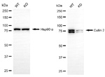Cullin 2 Antibody in Western Blot (WB)