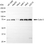 Cullin 5 Antibody in Western Blot (WB)