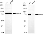 Cullin 5 Antibody in Western Blot (WB)