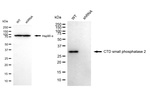 CTDSP2 Antibody in Western Blot (WB)
