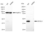 CRYZL1 Antibody in Western Blot (WB)