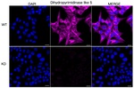 CRMP5 Antibody in Immunocytochemistry (ICC/IF)