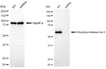 CRMP5 Antibody in Western Blot (WB)