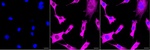 CRMP2 Recombinant Rabbit Monoclonal Antibody (25GB2985)