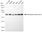 CRMP2 Antibody in Western Blot (WB)
