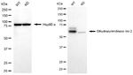 CRMP2 Antibody in Western Blot (WB)