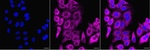 CRLF3 Monoclonal Antibody (24GB8640)