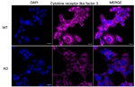 CRLF3 Antibody in Immunocytochemistry (ICC/IF)