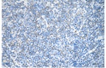 CRLF3 Antibody in Immunohistochemistry (Paraffin) (IHC (P))