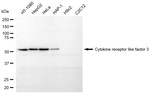 CRLF3 Antibody in Western Blot (WB)