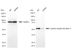 CRLF3 Antibody in Western Blot (WB)