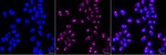 CRCP Recombinant Rabbit Monoclonal Antibody (25GB3025)