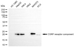 CRCP Antibody in Western Blot (WB)