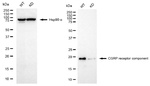 CRCP Antibody in Western Blot (WB)
