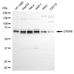 CPSF6 Antibody in Western Blot (WB)