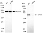 CPSF6 Antibody in Western Blot (WB)