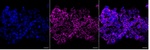 COX6C Antibody in Immunocytochemistry (ICC/IF)