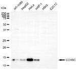 COX6C Antibody in Western Blot (WB)