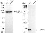 COX6C Antibody in Western Blot (WB)